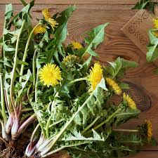 Attēlu rezultāti vaicājumam “Taraxacum officinale aggr.”