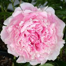 Attēlu rezultāti vaicājumam “Paeonia lactiflora”