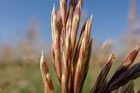 Attēlu rezultāti vaicājumam “Bromopsis inermis fruit”