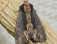 Attēlu rezultāti vaicājumam “Dypterygia scabriuscula”