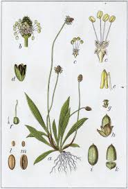 Attēlu rezultāti vaicājumam “Plantago lanceolata flower”