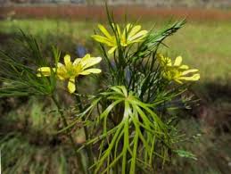 Attēlu rezultāti vaicājumam “Ranunculaceae”