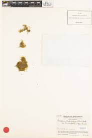 Attēlu rezultāti vaicājumam “Campylophyllum sommerfeltii”