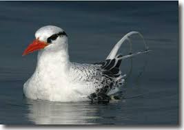 Image result for Phaethon aethereus