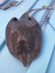 Image result for Dipturus laevis