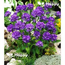 Attēlu rezultāti vaicājumam “Campanula glomerata fruit”