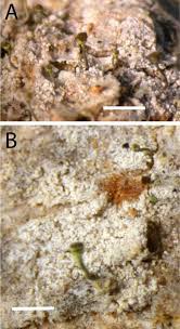 Attēlu rezultāti vaicājumam “Chaenotheca phaeocephala”