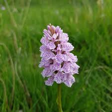 Attēlu rezultāti vaicājumam “Dactylorhiza fuchsii”