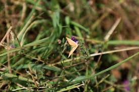 Attēlu rezultāti vaicājumam “Vicia lathyroides”