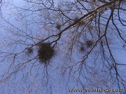 Attēlu rezultāti vaicājumam “Taphrina betulina”