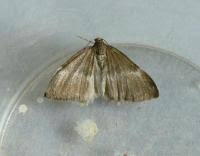 Attēlu rezultāti vaicājumam “Perizoma affinitata”