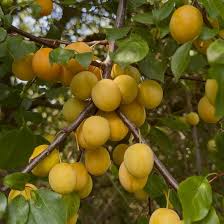 Attēlu rezultāti vaicājumam “Prunus cerasifera fruit”