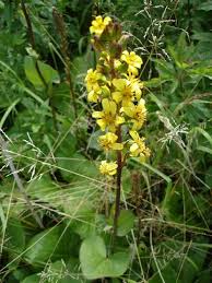 Attēlu rezultāti vaicājumam “Ligularia sibirica”