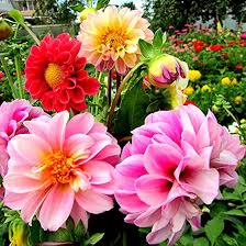 Image result for Dahlia x pinnata `Decorative Giants`