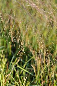 Attēlu rezultāti vaicājumam “Glyceria striata leaf”