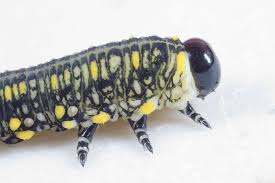 Attēlu rezultāti vaicājumam “Diprionidae”