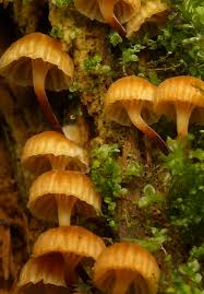 Attēlu rezultāti vaicājumam “Xeromphalina campanella”