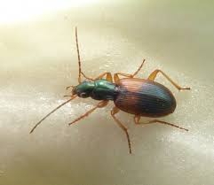 Attēlu rezultāti vaicājumam “Anchomenus dorsalis”