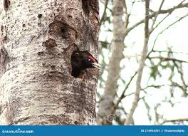 Attēlu rezultāti vaicājumam “Dryocopus martius adult”