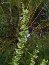 Attēlu rezultāti vaicājumam “Ocimum basilicum flower”