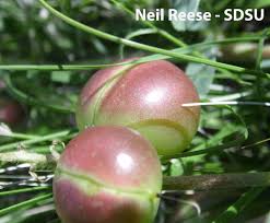 Attēlu rezultāti vaicājumam “Astragalus arenarius fruit”