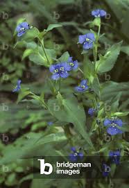 Attēlu rezultāti vaicājumam “Commelina coelestis”