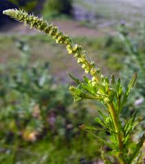 Image result for Reseda luteola