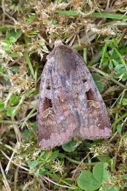 Attēlu rezultāti vaicājumam “Diarsia brunnea”