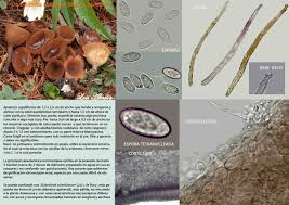 Attēlu rezultāti vaicājumam “Dumontinia tuberosa”