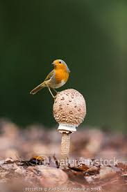 Attēlu rezultāti vaicājumam “Erithacus rubecula adult”