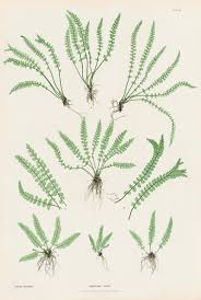 Attēlu rezultāti vaicājumam “Asplenium viride”