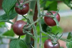 Afbeeldingsresultaat voor black cherry tomato