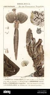 Attēlu rezultāti vaicājumam “Gulielmina vermicularis”