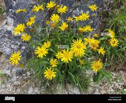 Image result for Buphthalmum salicifolium