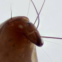 Attēlu rezultāti vaicājumam “Phryganeidae”