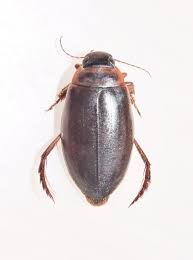 Attēlu rezultāti vaicājumam “Colymbetes striatus”