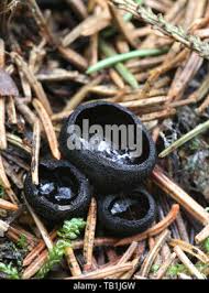 Attēlu rezultāti vaicājumam “Pseudoplectania nigrella”