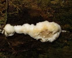 Attēlu rezultāti vaicājumam “Sarcoporia polyspora”