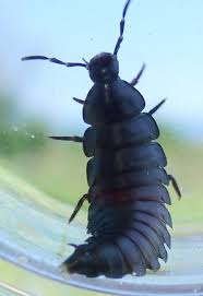 Attēlu rezultāti vaicājumam “Silphidae”