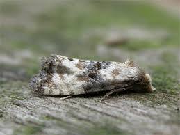 Attēlu rezultāti vaicājumam “Eupoecilia angustana”