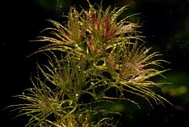 Attēlu rezultāti vaicājumam “Najas tenuissima”