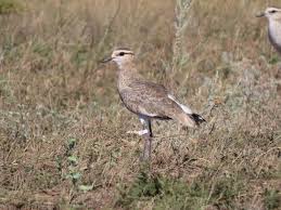 Image result for Vanellus gregarius