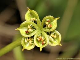 Attēlu rezultāti vaicājumam “Caltha palustris fruit”
