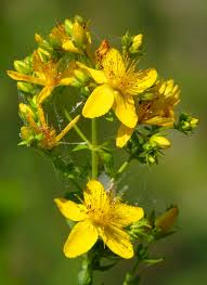 Image result for Johanniskraut