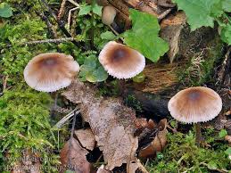 Attēlu rezultāti vaicājumam “Mycena zephirus”