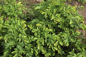 Attēlu rezultāti vaicājumam “Macrosteles sp.”