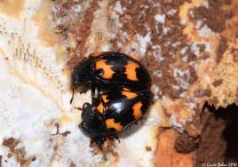 Attēlu rezultāti vaicājumam “Erotylidae”