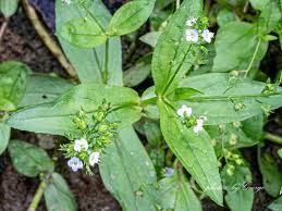 Attēlu rezultāti vaicājumam “Veronica anagallis-aquatica leaf”