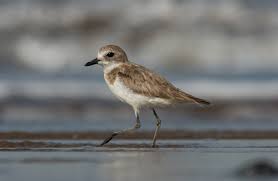 Image result for Charadrius mongolus