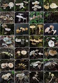 Attēlu rezultāti vaicājumam “Collybia sp.”